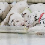 Do Eggs Help a Dogs Upset Stomach