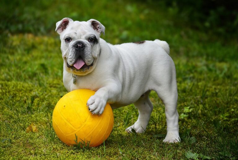 the frenchie files in depth breed information