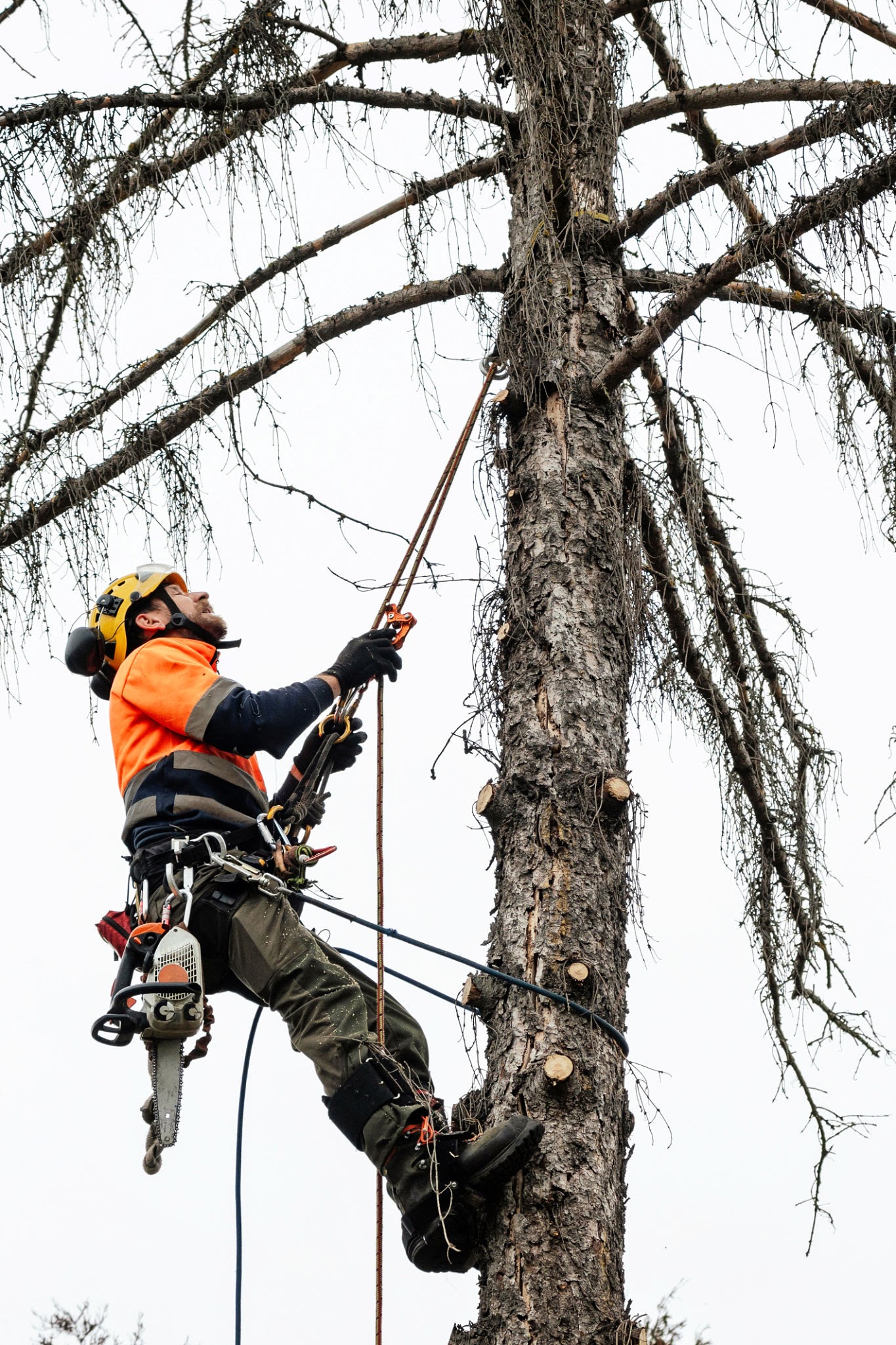 A certified tree surgeon utilizing professional climbing and rigging gear to work safely at height, AI generated